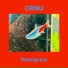 Ornu