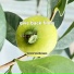Serene Soundscapes