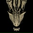 slickgecko