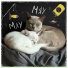 Любовь которая поёт