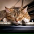 Pet Bliss, Instrumental Music Group, Autumn Music