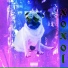 Xoxol