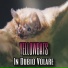 Yellowbats
