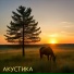 Проект Тени