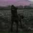 Sholt