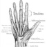 Tendons
