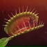 SCEAPHX
