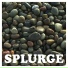 SPLURGE