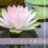 幸運エネルギー