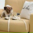 Cat Relaxing Master