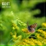 Mahit