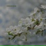 Floriscope, Jen Libby, Mary Croft