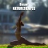 Yoga Music Followers, Garden of Zen Music