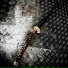 First Fallen
