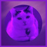Кошачья музыка Классика