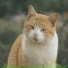 Cat Relaxing Master