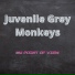 Juvenile Grey Monkeys