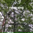 Soothing Sonics