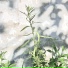 AMaoSolta