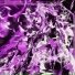 YOZYMANE, ERXND