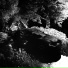WHITE WEEDY