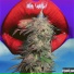 SFL MARS