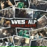 VVES, ALP