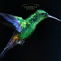 ASMR Bird Sounds