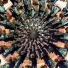 Cuckoo Chaos