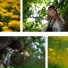 Dandelion Star