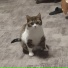 RQVLL