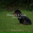 Calming Music for Dogs, Music for Dog's Ears