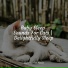 Calm Music for Cats, Pet Care Club, RelaxMyCat