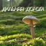 Сергей Грищук