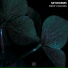 SkyWorms