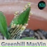 masvin