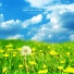 Flower Garden