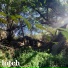 Lotch