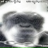 youngpepe, clepix, 099ms, evingdrain