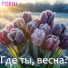 TISENI