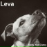 Leva