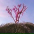 FORESTE!