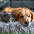 Harmony and Joy, Soothing Pets, Soft Pet Music