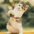 Cat Relaxing Master