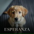 Hora de la Música del Perro