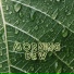 Aeolia Z
