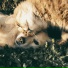 Cat Relaxing Master