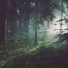 Leafy Lofi