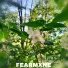 FEARMXNE
