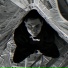 EGOR BUSHUEV